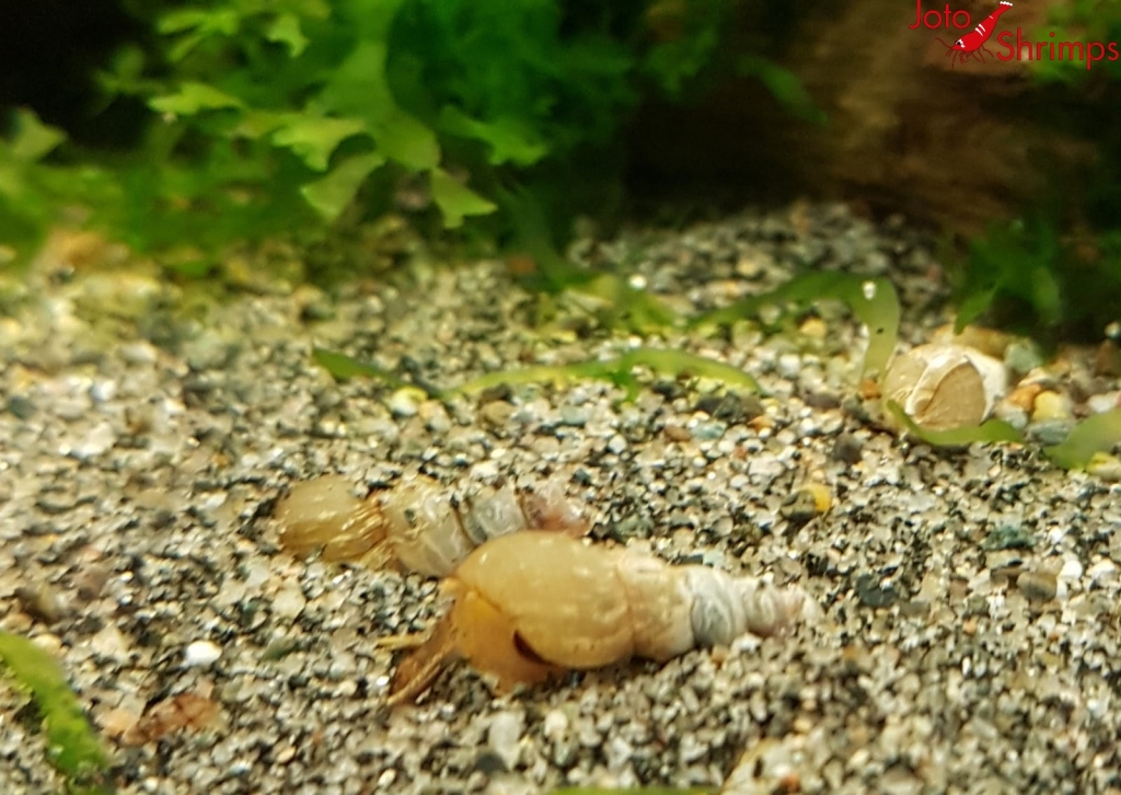 Indische Turmdeckelschnecke